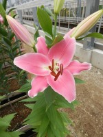 [4487 PO75 LUN 591 No02.JPG]